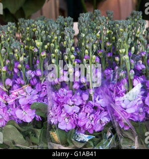 Piuttosto montante di blumi di larkspur (Delphinium consolida) in il ranuncolo famiglia - Ranunculaceae aggiungere Garden cottage fascino alla Foto Stock