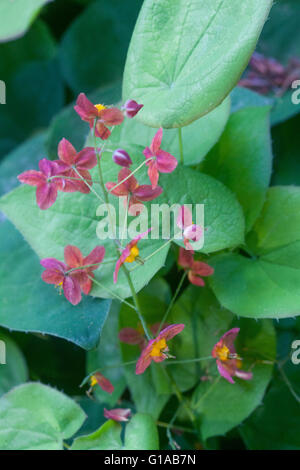 Epimedium warleyense, fioritura Barrenwort Foto Stock