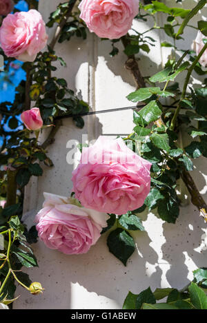 Pierre Ronsard rose rampicanti, Bower, giardino di rose, Rosedal, Parque Tres de Febrero, Buenos Aires, Argentina Foto Stock