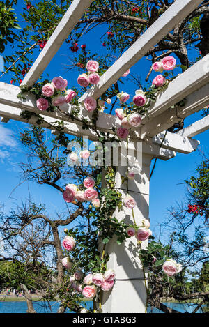 Pierre Ronsard rose rampicanti, Bower, giardino di rose, Rosedal, Parque Tres de Febrero, Buenos Aires, Argentina Foto Stock