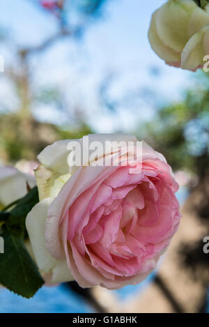 Pierre Ronsard rose rampicanti, Bower, giardino di rose, Rosedal, Parque Tres de Febrero, Buenos Aires, Argentina Foto Stock