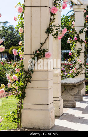 Pierre Ronsard rose rampicanti, Bower, giardino di rose, Rosedal, Parque Tres de Febrero, Buenos Aires, Argentina Foto Stock