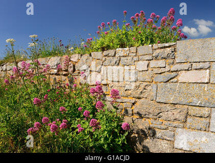 Red Valeriana crescente sulle mura del fortino Napoleonico presso Berry Head. Foto Stock