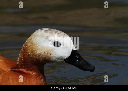 Casarca (Tadorna ferruginea) Foto Stock