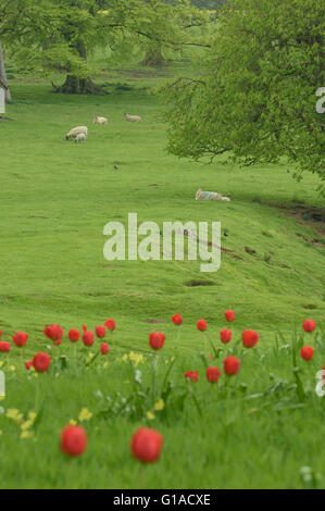 La molla agnelli a Easton walled gardens, Easton, Grantham, Lincolnshire, England, Regno Unito Foto Stock