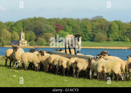 Un gregge di pecore a Rutland acqua, England, Regno Unito Foto Stock