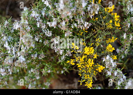 Il rosmarino in fiore in maggio nelle Highlands di taluni spagna Foto Stock