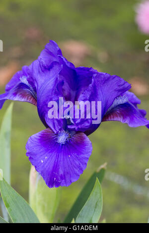 Chiudere su di un fiore di standard dwarf barbuto, iris Iris pumila "Banbury Ruffles' Foto Stock
