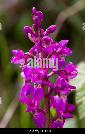 In prossimità di una singola testa di fiori di primi orchidea viola, Orchis mascula Foto Stock