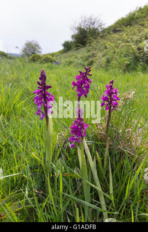 Ampia angolazione dei picchi di fiori di primi orchidea viola, Orchis mascula, nella prateria ruvida da una strada di Devon Foto Stock