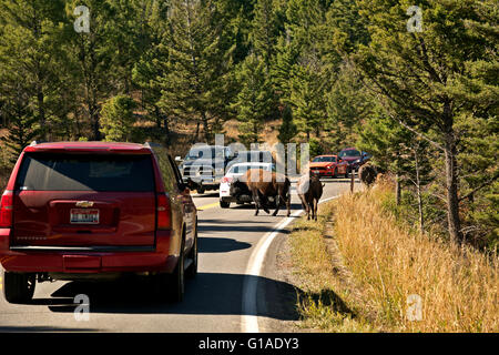 WYOMING - un ingorgo causato da una mandria di bisonti in movimento lungo la Grand Loop Road vicino a Mammoth nel Parco Nazionale di Yellowstone. Foto Stock