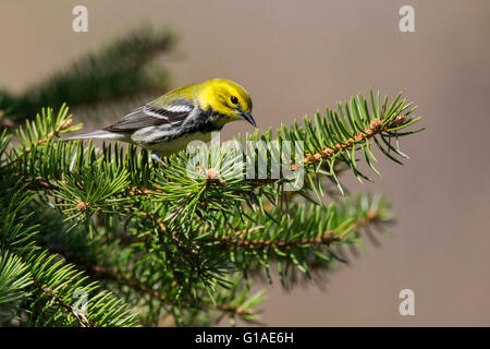 Maschio nero-verde throated trillo (Dendroica virens) Foto Stock