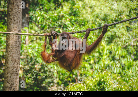 Centro di riabilitazione di Sepilok Orangutan vicino Sandakan in Borneo Foto Stock