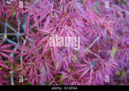 Il fogliame rosso di pianto Laceleaf giapponese Acero (Acer palmatum) Foto Stock