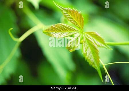 Colore verde brillante delle foglie di un giovane luppolo close-up Foto Stock