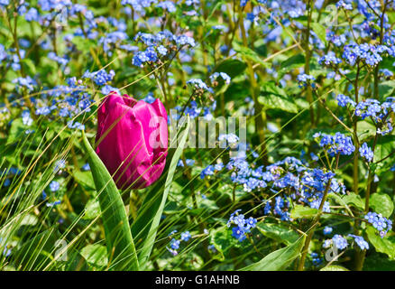 Tulipani e Dimenticare me not catturati nel sole di primavera di North London garden, Regno Unito. Foto Stock