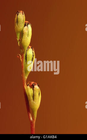 Macro di fiori di piccole dimensioni del comune (sundew Drosera rotundifolia). Foto Stock