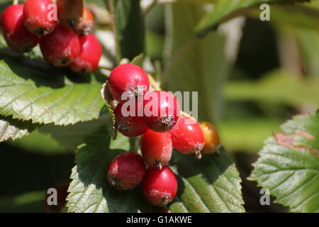 Frutti di sorbo montano (Sorbus aria). Foto Stock