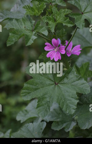 Comune (malva Malva Sylvestris) con fiori. Foto Stock