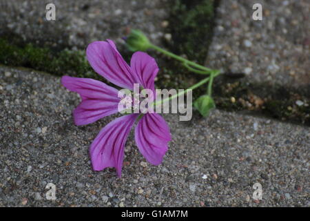 Comune (malva Malva Sylvestris) sboccia sul terreno. Foto Stock