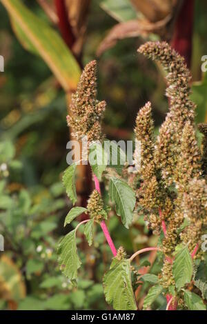 Amaranto Verde (Amaranthus powellii) infiorescenza. Foto Stock