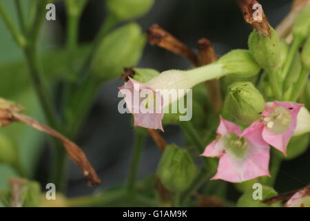 Fiori coltivati a tabacco (Nicotiana tabacum). Foto Stock