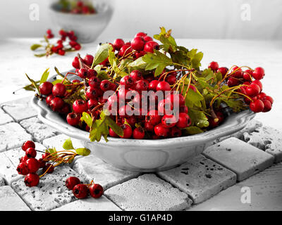 Fresco di bacche raccolte dal Biancospino bush, chiamato anche thornapple, maggio-tree, whitethorn, hawberry (Crataegus monogyna ) Foto Stock