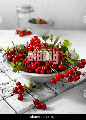 Fresco di bacche raccolte dal Biancospino bush, chiamato anche thornapple, maggio-tree, whitethorn, hawberry (Crataegus monogyna ) Foto Stock