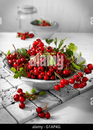 Fresco di bacche raccolte dal Biancospino bush, chiamato anche thornapple, maggio-tree, whitethorn, hawberry (Crataegus monogyna ) Foto Stock