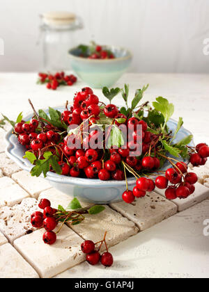 Fresco di bacche raccolte dal Biancospino bush, chiamato anche thornapple, maggio-tree, whitethorn, hawberry (Crataegus monogyna ) Foto Stock