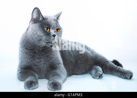 Bella British grigio cat closeup Foto Stock