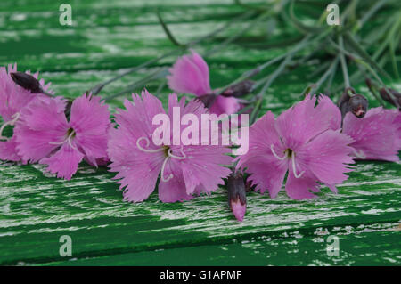 Bouquet di garofani selvatici su una tavola di legno tavolo verde Foto Stock