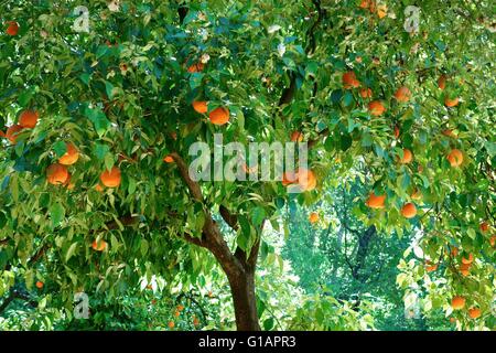 Un albero pieno di arance mature Foto Stock