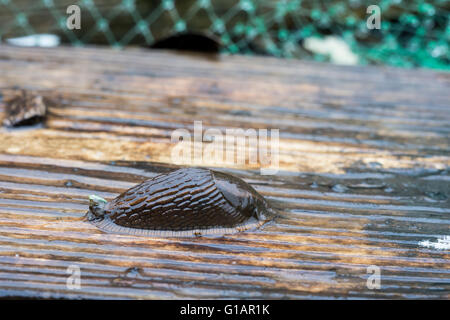 Red slug (Arion rufus) su asse di legno Foto Stock