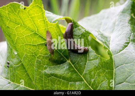 Arion subfuscus aka giardino slug & piccolo slug striato (più grande nella foto). Alimentazione su una foglia di rabarbaro Foto Stock