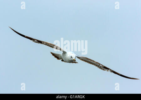 Secondo anno i capretti anello-fatturati gabbiano (Larus delawarensis) in volo. Foto Stock