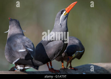 Larosterna inca,Inkaseeschwalbe,Vogel,Bird, Foto Stock