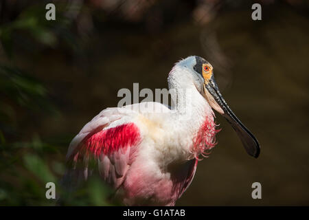 Ajaja ajaja,Roseate spoonbill,Rosalöffler,Rosaloeffler,Rosa,Loeffler,Vogel,Bird, Foto Stock