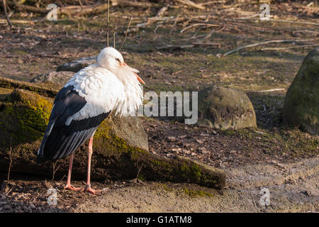 Cicogna a piedi nella natura al sole di primavera Foto Stock