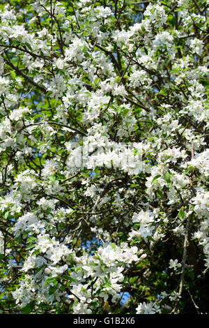 Aberystwyth, Wales, Regno Unito. Il 12 maggio 2016. Regno Unito Meteo - cielo azzurro e sole con una bella mostra di apple blossom in un frutteto vicino a Aberystwyth, Wales, Regno Unito suggerendo un buon raccolto a venire. Credito: John Gilbey/Alamy Live News Foto Stock