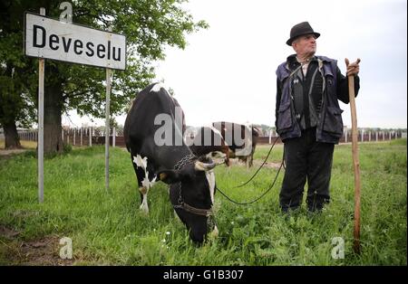 Deveselu, Romania. Il 12 maggio 2016. Un allevatore di bestiame con sue vacche nella foto accanto al segno della città di Deveselu, Romania, 12 maggio 2016. Alti funzionari rumeni e rappresentanti di Stati Uniti dipartimenti della difesa e membro della Marina USA la sede centrale europea della NATO e i decisori hanno partecipato all'inaugurazione ufficiale dei militari di difesa missilistica facility tenutasi lo stesso giorno. Foto: KAY NIETFELD/dpa/Alamy Live News Foto Stock