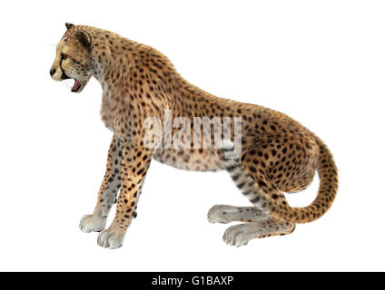 3D rendering di un gatto grande cheetah isolati su sfondo bianco Foto Stock