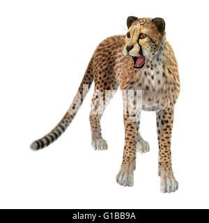 3D rendering di un gatto grande cheetah isolati su sfondo bianco Foto Stock