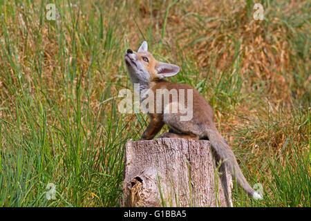 Fox cub Vulpes vulpes giocando sul ceppo di albero Foto Stock