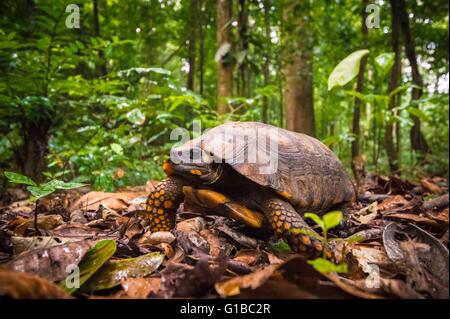 Francia, Guyana Guyana Francese Parco amazzonico, area cardiaca, Mount Itoupe, durante la stagione delle piogge, una tartaruga (Chelonoidis denticulata) attraverso la base scientifica camp (600 m) Foto Stock