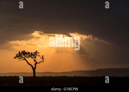 Kenya, Masai-Mara Game Reserve, avvoltoi, nelle pianure al tramonto Foto Stock