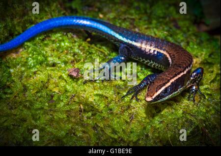 Francia, Guyana Guyana Francese Parco amazzonico, area cardiaca, Mount Itoupe, durante la stagione delle piogge, lizard (Tretioscincus agilis) su una fossa di schiuma Foto Stock