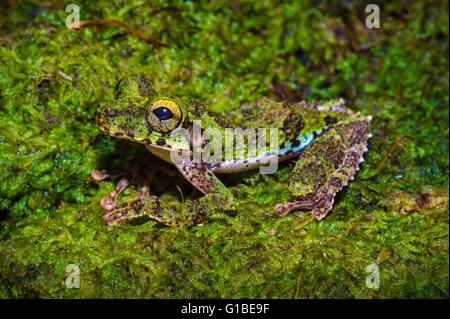 Francia, Guyana Guyana Francese Parco amazzonico, area cardiaca, Mount Itoupe, durante la stagione delle piogge, rana (Osteocephalus helenae) mimetizzata su una fossa di schiuma Foto Stock