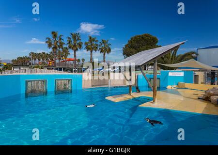 Francia, Alpes Maritimes, Antibes, Marineland, il parco marino, pinguini Humboldt (Spheniscus Humboldti) Foto Stock