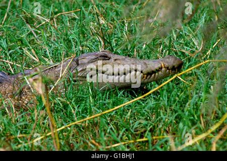 Il Senegal, Saint Louis regione Parc National du Djoudj (PNOD), classificato come patrimonio mondiale dall' UNESCO, negozio del parc, crocodiile (crocodylinae) Foto Stock